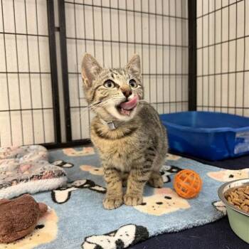 Biscuit -  Domestic Short Hair Cat for Adoption in Hawthorne, California - Biscuit | PetCurious