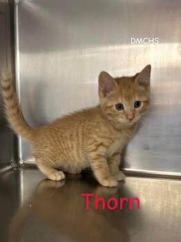 Thorn -  Domestic Short Hair Cat Available for Adoption in Burlington, Iowa - Thorn | PetCurious