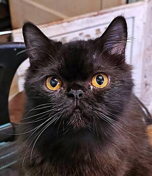 Rescue Persian Cats for Adoption in Converse, Texas - Clarissa | PetCurious