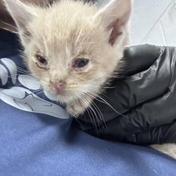 Domestic Short Hair Cats Available for Adoption in Summerville, South Carolina - Cheesy Gordita | PetCurious