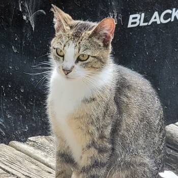 Rescue Domestic Short Hair Cats for Adoption in Rochester, Minnesota - Ruby Found | PetCurious