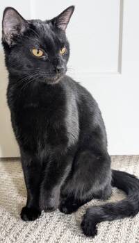 Domestic Short Hair Cats Available for Adoption in Frisco, Texas - Loki Panther Kitty | PetCurious