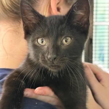 Beanie -  Domestic Short Hair Cat Available for Adoption in Hampton Bays, New York - Beanie | PetCurious