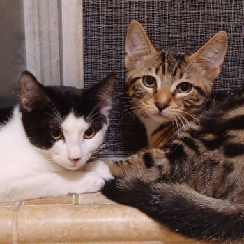 Rescue Domestic Short Hair Cats for Adoption in San Jose, California - Genie | PetCurious