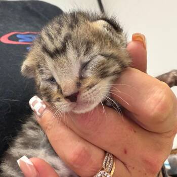 Domestic Short Hair Cats Available for Adoption in Lake Jackson, Texas - Buddy | PetCurious