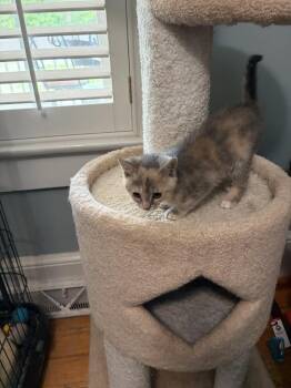 Heather JN -  Domestic Short Hair Cat Available for Adoption in Greenville, South Carolina - Heather JN | PetCurious