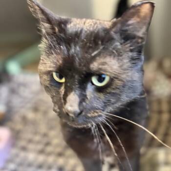 Sunshine -  Domestic Short Hair Cat for Adoption in Wheeling, Illinois - Sunshine | PetCurious