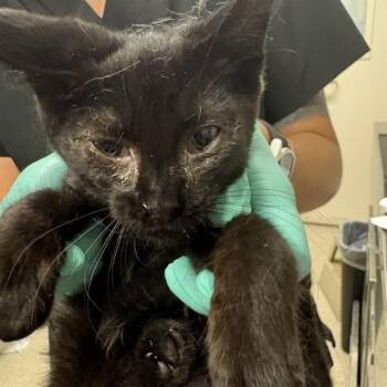 REINER -  Domestic Short Hair Cat for Adoption in Riverside, California - REINER | PetCurious