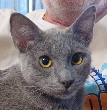 Trixie -  Russian Blue and Domestic Short Hair Cat for Adoption in San Jose, California - Trixie | PetCurious