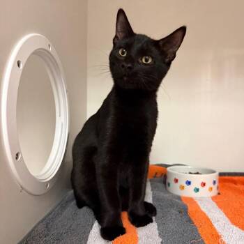 Palapala -  Domestic Short Hair Cat for Adoption in Redwood City, California - Palapala | PetCurious