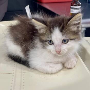 Domestic Long Hair Cats Available for Adoption in Livingston, Texas - Coconut | PetCurious