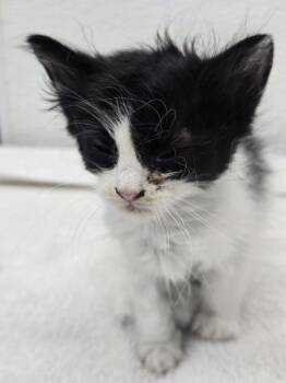 Linny -  Domestic Short Hair Cat for Adoption in Evansville, Indiana - Linny | PetCurious