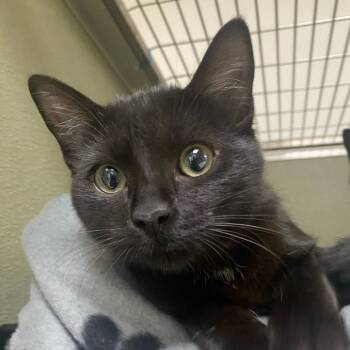 Rescue Domestic Short Hair Cats for Adoption in Riverwoods, Illinois - Maple | PetCurious