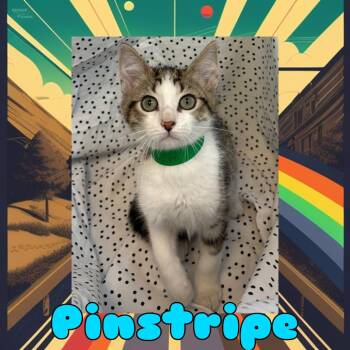 Domestic Medium Hair Cats Available for Adoption in Royse City, Texas - Pinstripe | PetCurious