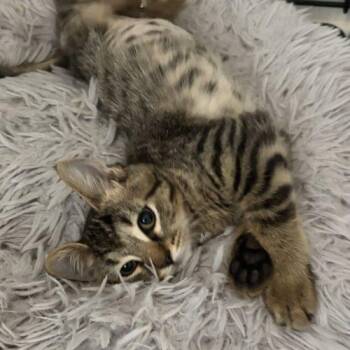 Sharon -  Tabby and Domestic Short Hair Cat for Adoption in Knoxville, Tennessee - Sharon | PetCurious