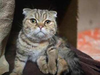 Scottish Fold Cats Available for Adoption - Sir Origami (Ori) | PetCurious