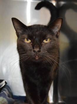Princeton -  Domestic Short Hair Cat for Adoption - Princeton | PetCurious