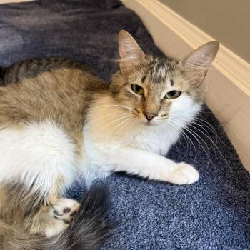Libby 2 -  Domestic Short Hair Cat for Adoption in Cumming, Georgia - Libby 2 | PetCurious