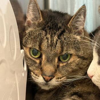 Domestic Short Hair Cats Available for Adoption - Moby | PetCurious