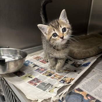 Domestic Short Hair Cats Available for Adoption in Elberon, Virginia - Tofu | PetCurious