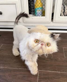 MOE -  Persian Cat for Adoption in Kenosha, Wisconsin - MOE | PetCurious