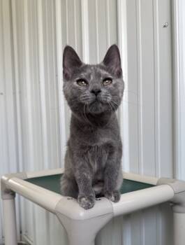 Rescue Domestic Medium Hair Cats for Adoption in Hartford City, Indiana - Nova | PetCurious