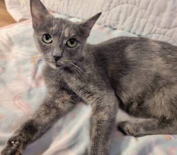 Domestic Short Hair and Dilute Tortoiseshell Cats Available for Adoption in Greensboro, North Carolina - Cinder | PetCurious