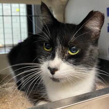 Marisol -  Domestic Short Hair Cat Available for Adoption in Boulder, Colorado - Marisol | PetCurious