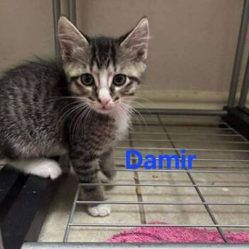 Damir -  Domestic Short Hair Cat for Adoption in Baytown, Texas - Damir | PetCurious