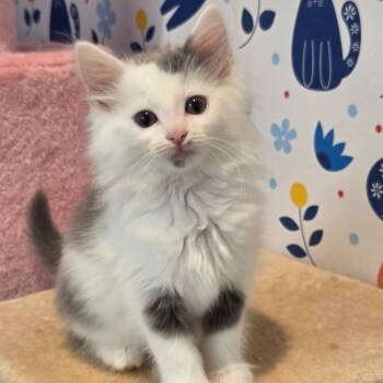 Eagle When She Flies -  Domestic Long Hair Cat for Adoption in Fredericksburg, Virginia - Eagle When She Flies | PetCurious