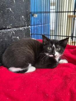 Milky Way -  Domestic Short Hair Cat for Adoption in Savannah, Georgia - Milky Way | PetCurious