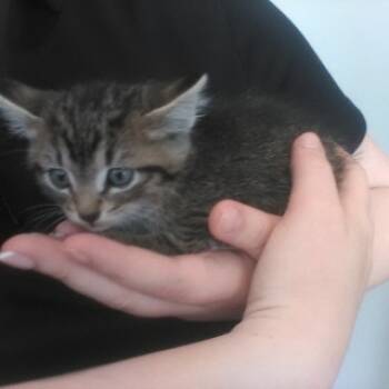 Rescue Domestic Short Hair Cats for Adoption in Rochester, Minnesota - Mr. Deathclaw | PetCurious