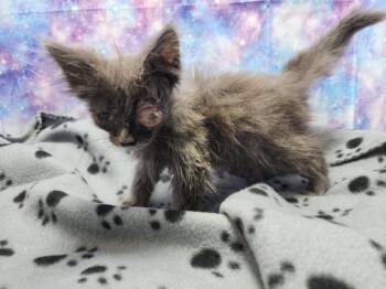 Figero -  Domestic Long Hair Cat for Adoption in Washington Court House, Ohio - Figero | PetCurious