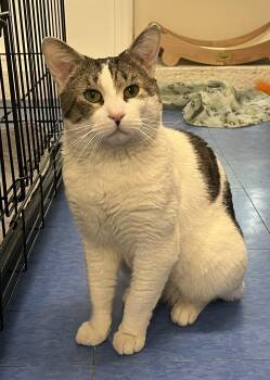 Domestic Short Hair Cats Available for Adoption in Harrison, New York - Maverick | PetCurious