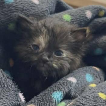 Little Bit C11479 -  Domestic Medium Hair Cat for Adoption - Little Bit C11479 | PetCurious