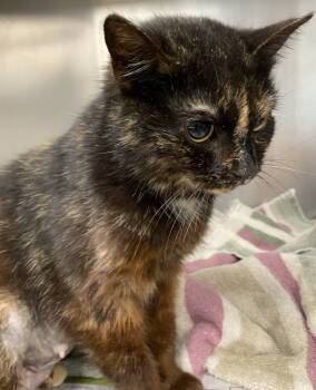 Rescue Domestic Short Hair Cats for Adoption in Saint Clairsville, Ohio - Ari | PetCurious
