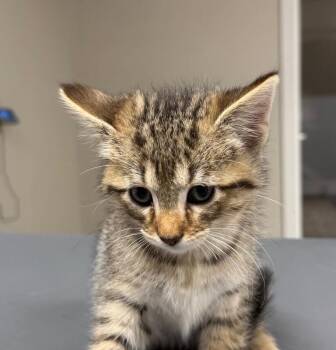 Marvin -  Domestic Short Hair Cat for Adoption in Yankton, South Dakota - Marvin | PetCurious