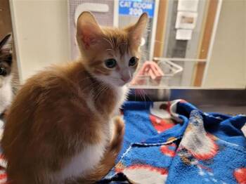 A657547 -  Domestic Short Hair Cat for Adoption in Houston, Texas - A657547 | PetCurious