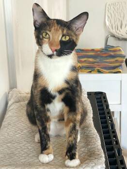 Tulip -  Calico Cat for Adoption in Lampasas, Texas - Tulip | PetCurious