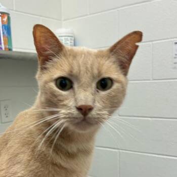 Scotch -  Domestic Short Hair Cat for Adoption in Corpus Christi, Texas - Scotch | PetCurious