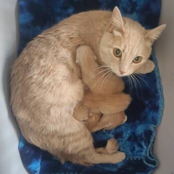 Domestic Short Hair Cats Available for Adoption in Eureka Springs, Arkansas - Sophia | PetCurious