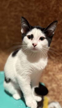 Rescue Domestic Short Hair Cats for Adoption in Walled Lake, Michigan - Elsie (Must Be Adopted With Esau) | PetCurious