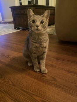 Rescue Tabby Cats for Adoption in Greenville, Delaware - Barcelona, Willow Grove Area (FCID 9/05/25-102) DC | PetCurious