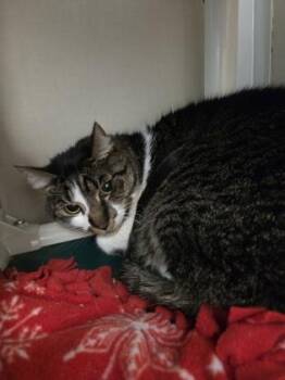 Domestic Short Hair Cats Available for Adoption - Sarah | PetCurious