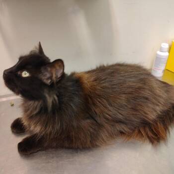 Harmony -  Domestic Medium Hair and Domestic Short Hair Cat for Adoption in Coos Bay, Oregon - Harmony | PetCurious