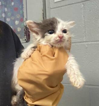 Rescue Domestic Short Hair Cats for Adoption in Morton Grove, Illinois - Aubrac | PetCurious