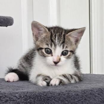 Domestic Short Hair Cats Available for Adoption in Bel Air, Maryland - Fey | PetCurious