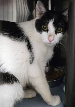 6-415 Wanda -  Domestic Short Hair Cat for Adoption in Lindenhurst, New York - 6-415 Wanda | PetCurious