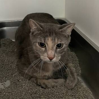 Rescue Domestic Short Hair Cats for Adoption in Des Moines, Iowa - Ridley | PetCurious