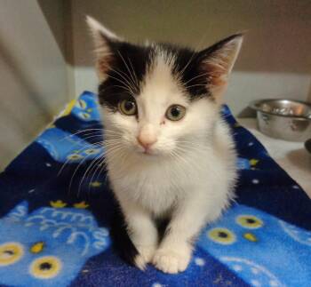 Domestic Short Hair Cats Available for Adoption in Delhi, New York - CARLSBAD | PetCurious